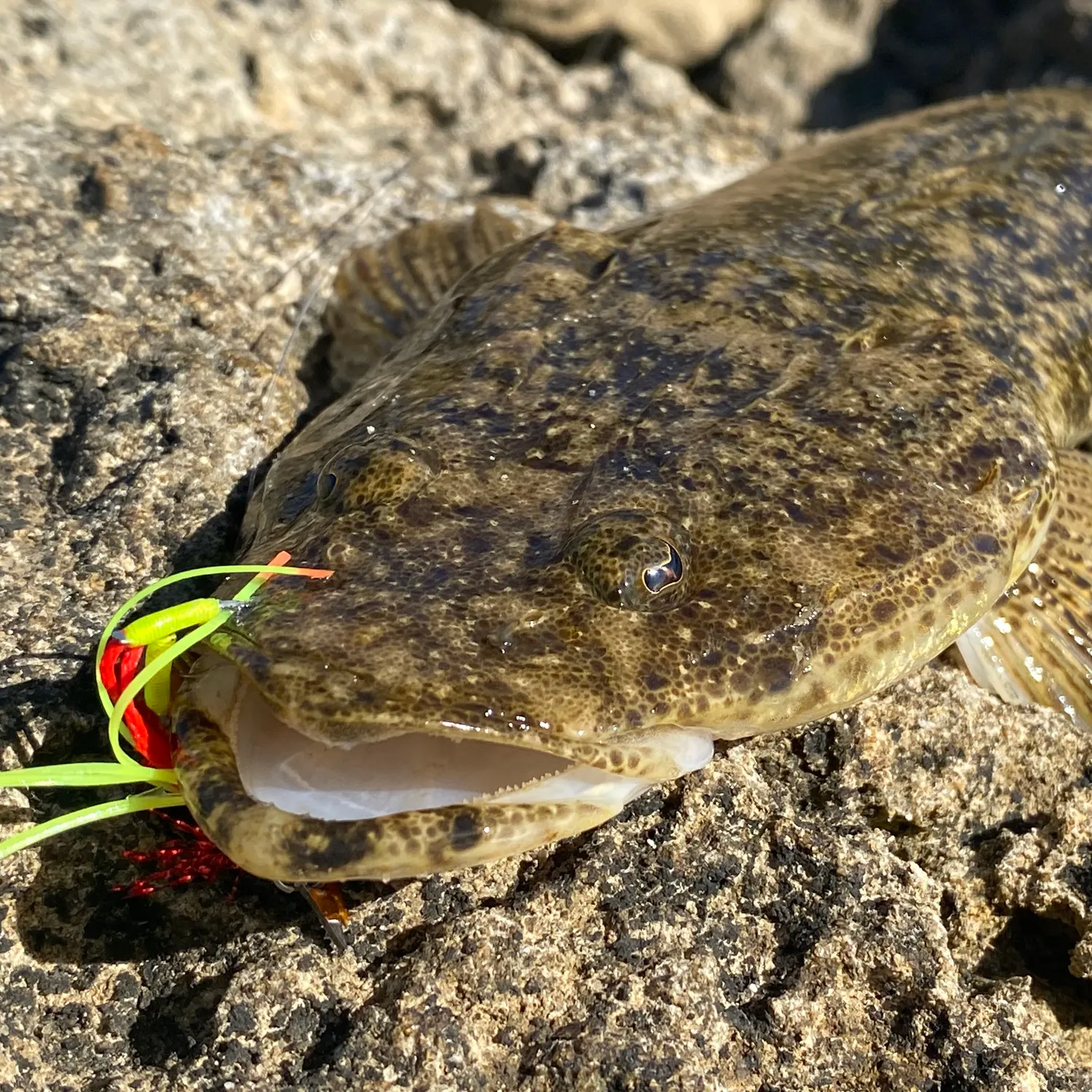 The most recent Bartail flathead catches on Fishbrain