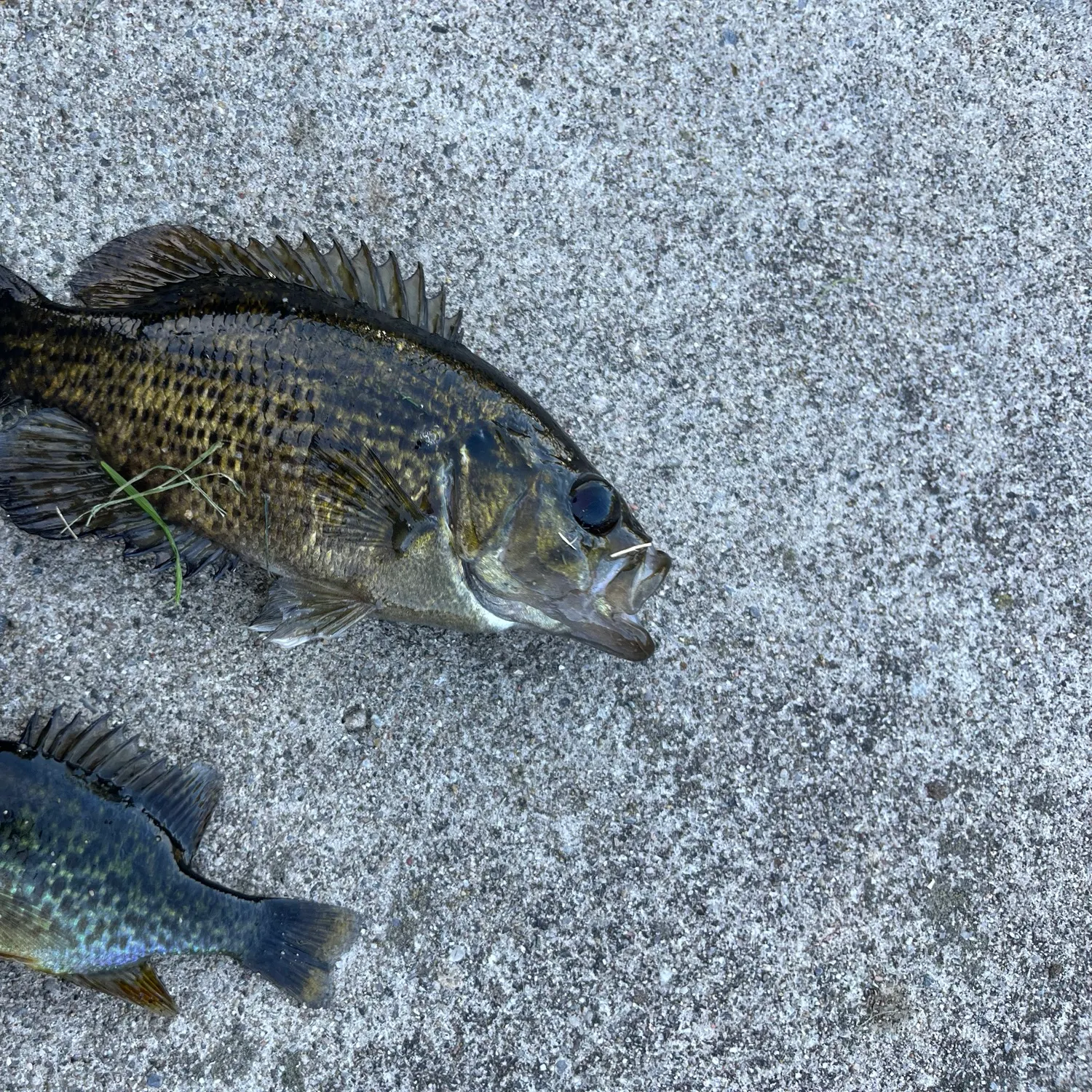Rock bass caught on Fishbrain