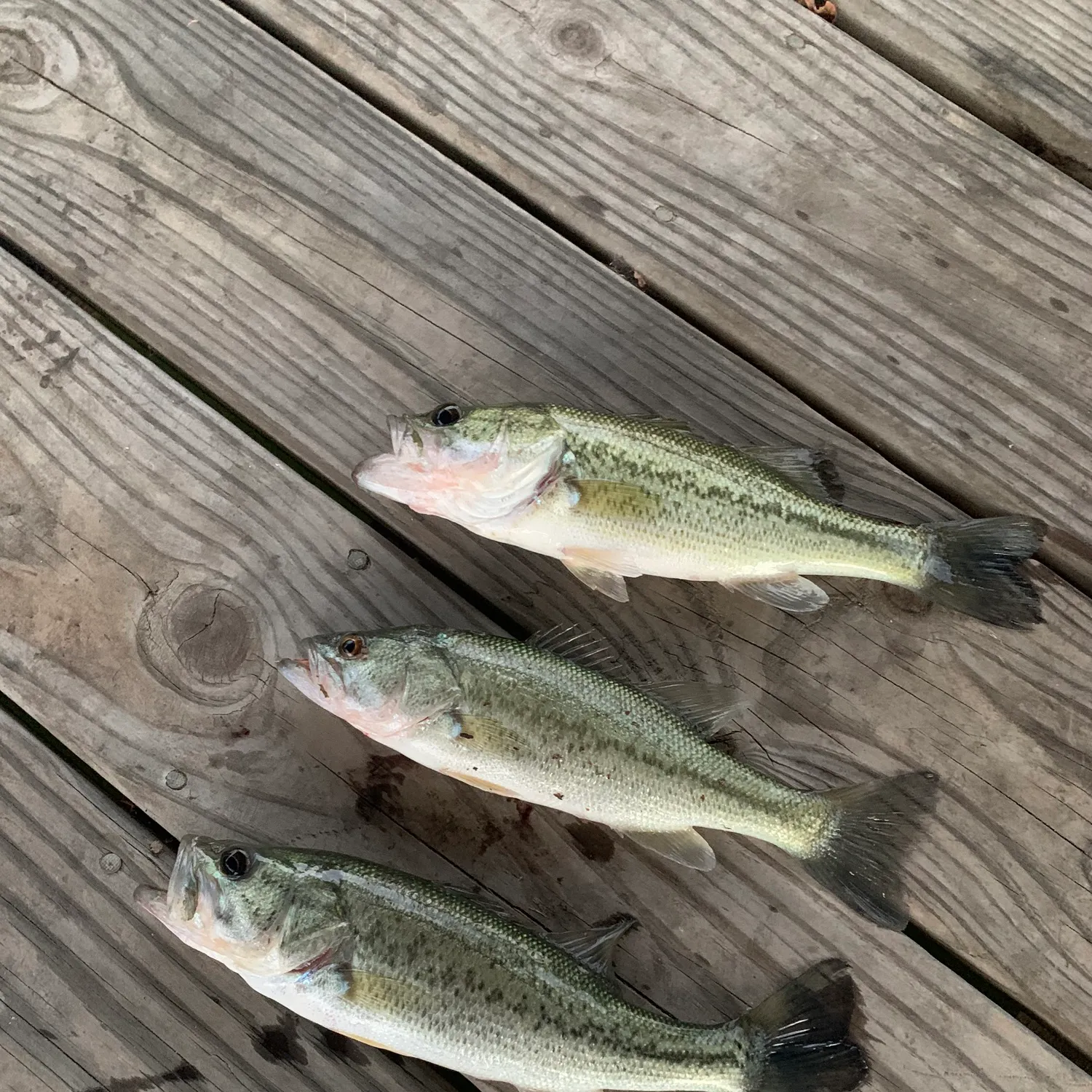 recently logged catches