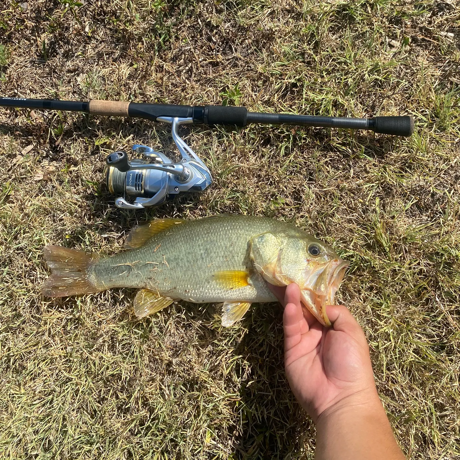 Largemouth bass caught on Fishbrain