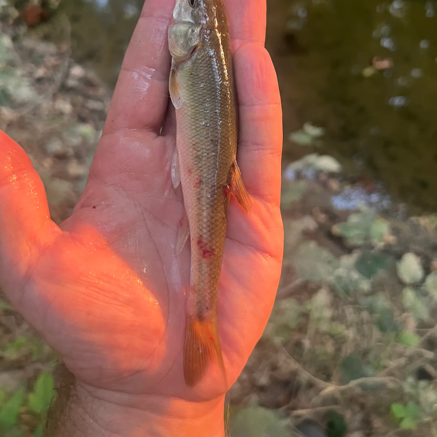 Creek chub caught on Fishbrain