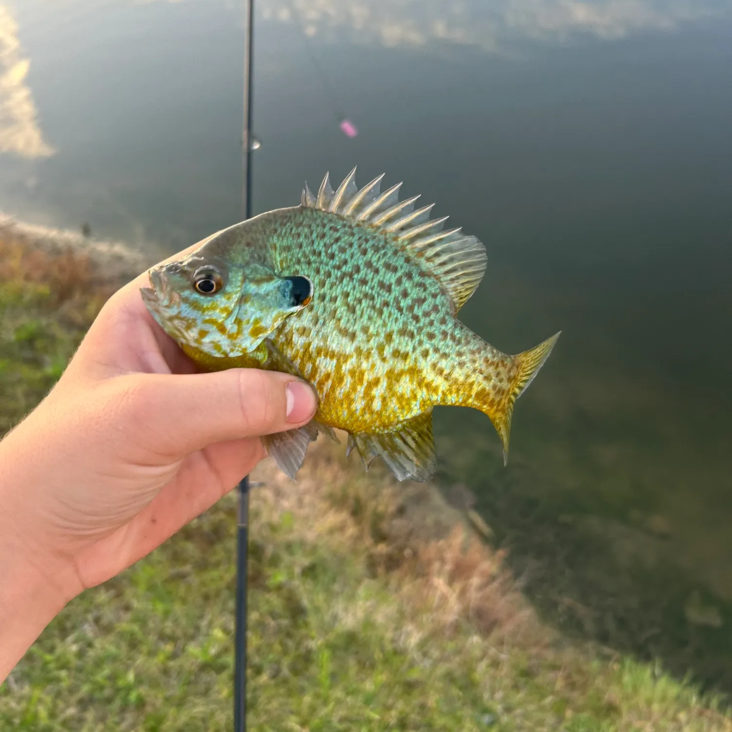 Pumpkinseed caught on Fishbrain