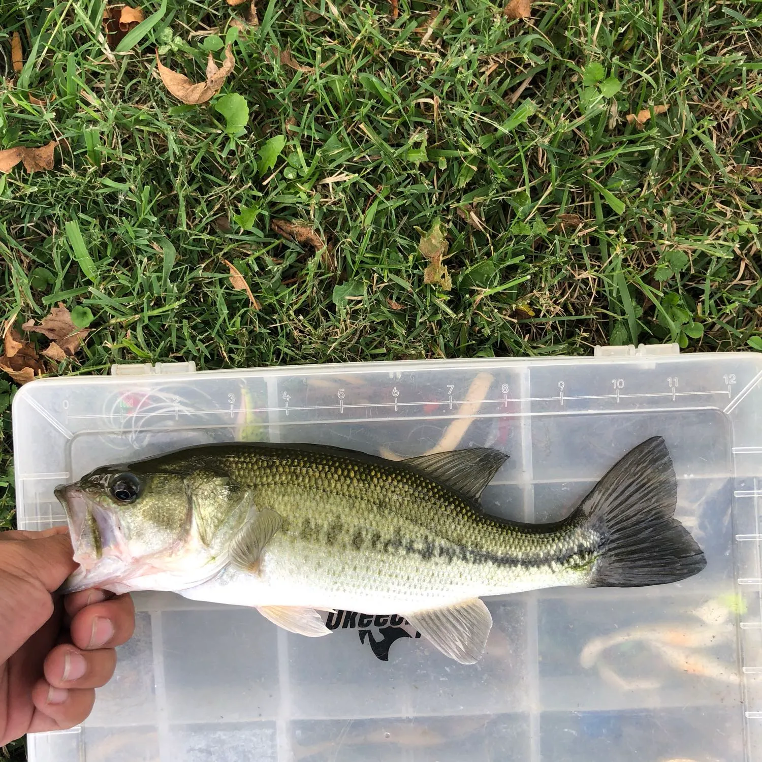 angler catch