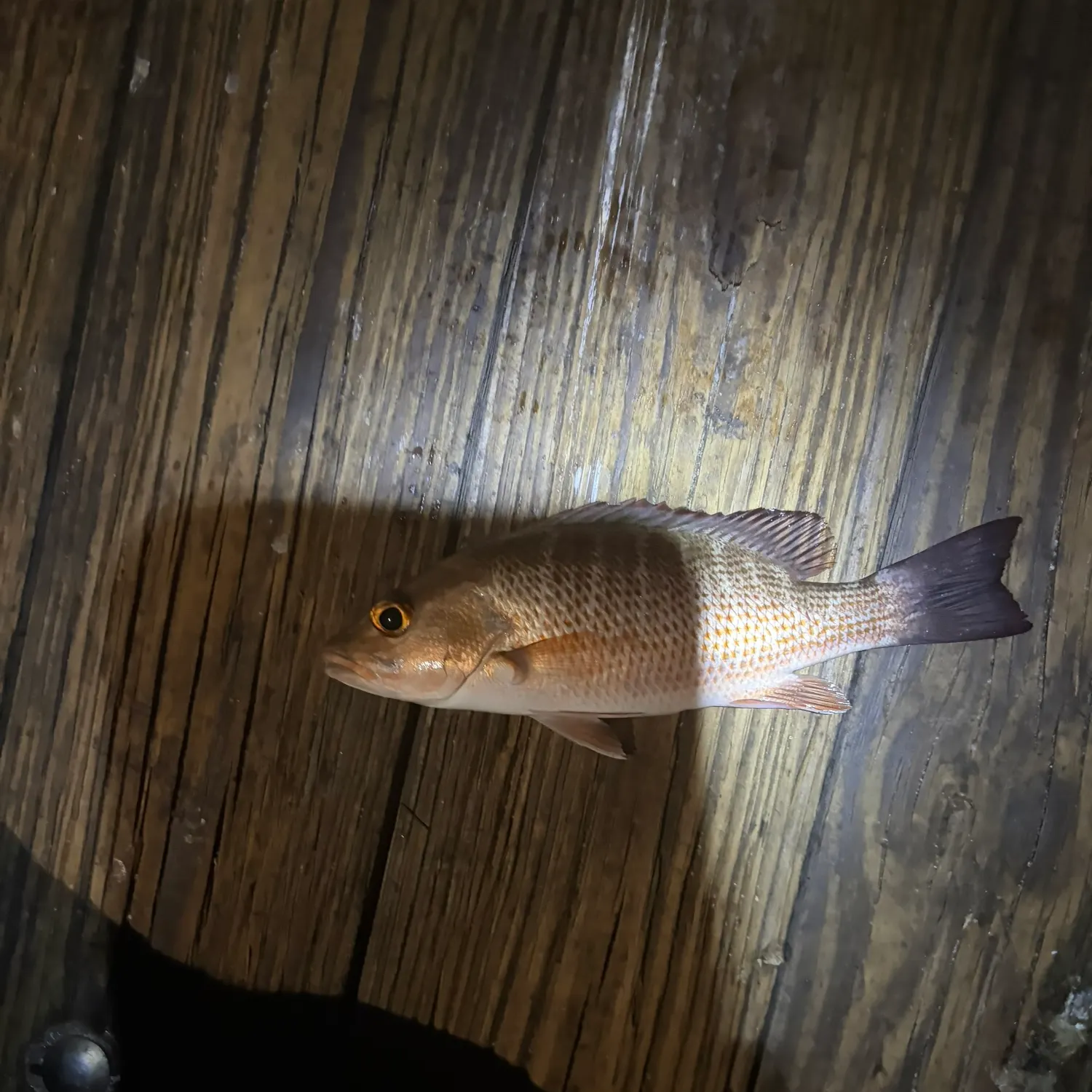 Mangrove snapper caught on Fishbrain