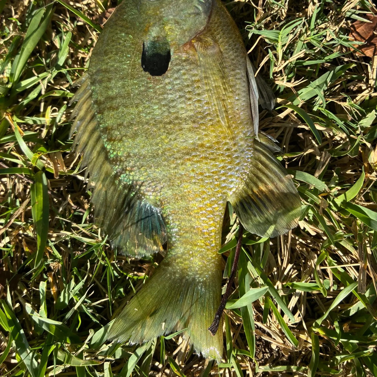 Fish caught on Fishbrain