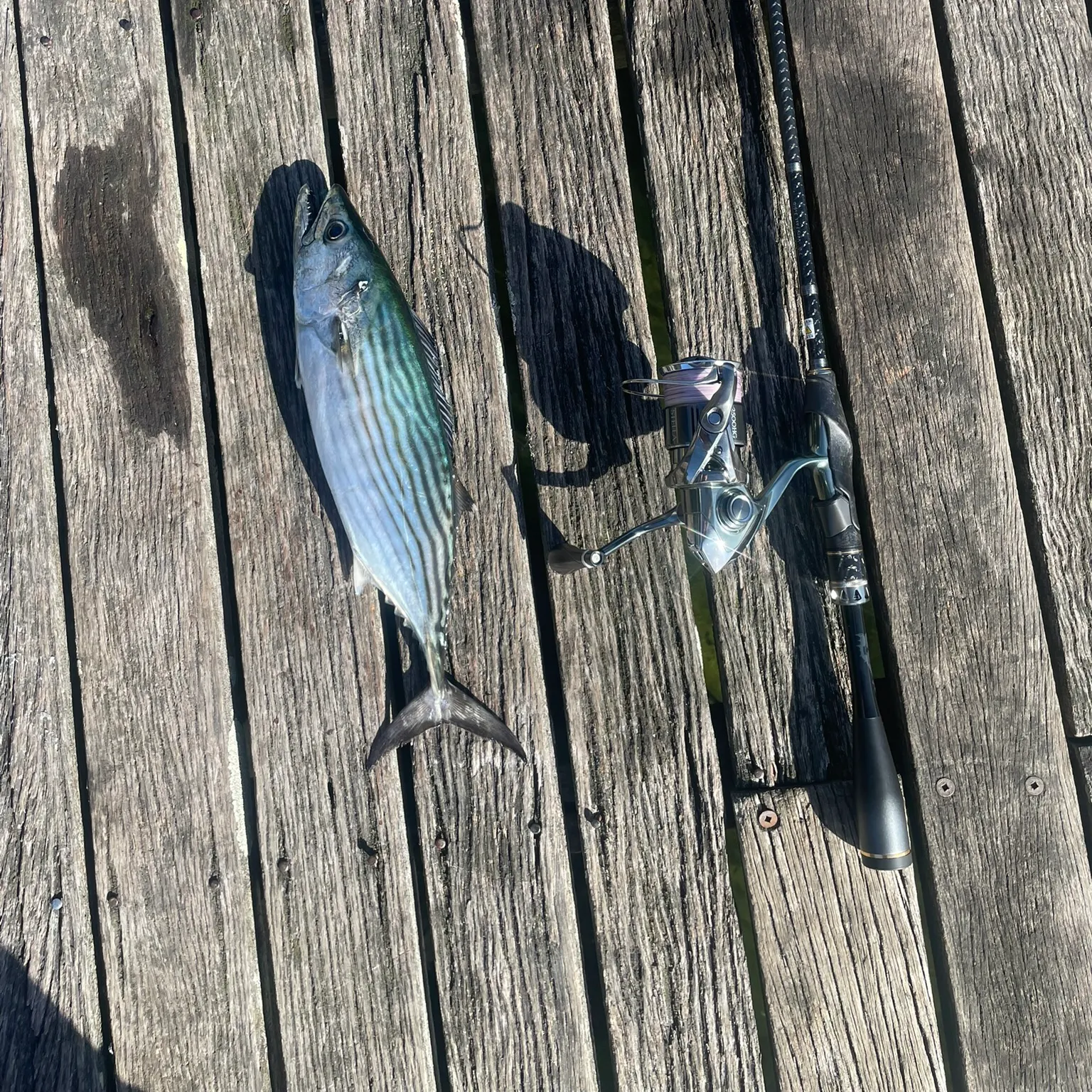 The most recent Striped bonito catches on Fishbrain