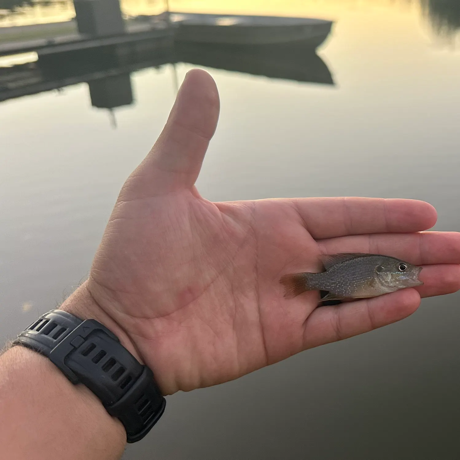 Bluegill caught on Fishbrain