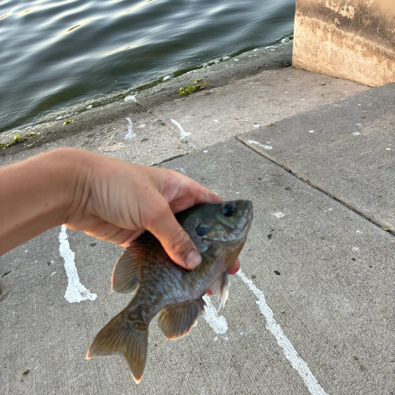 Greengill hybrid caught on Fishbrain