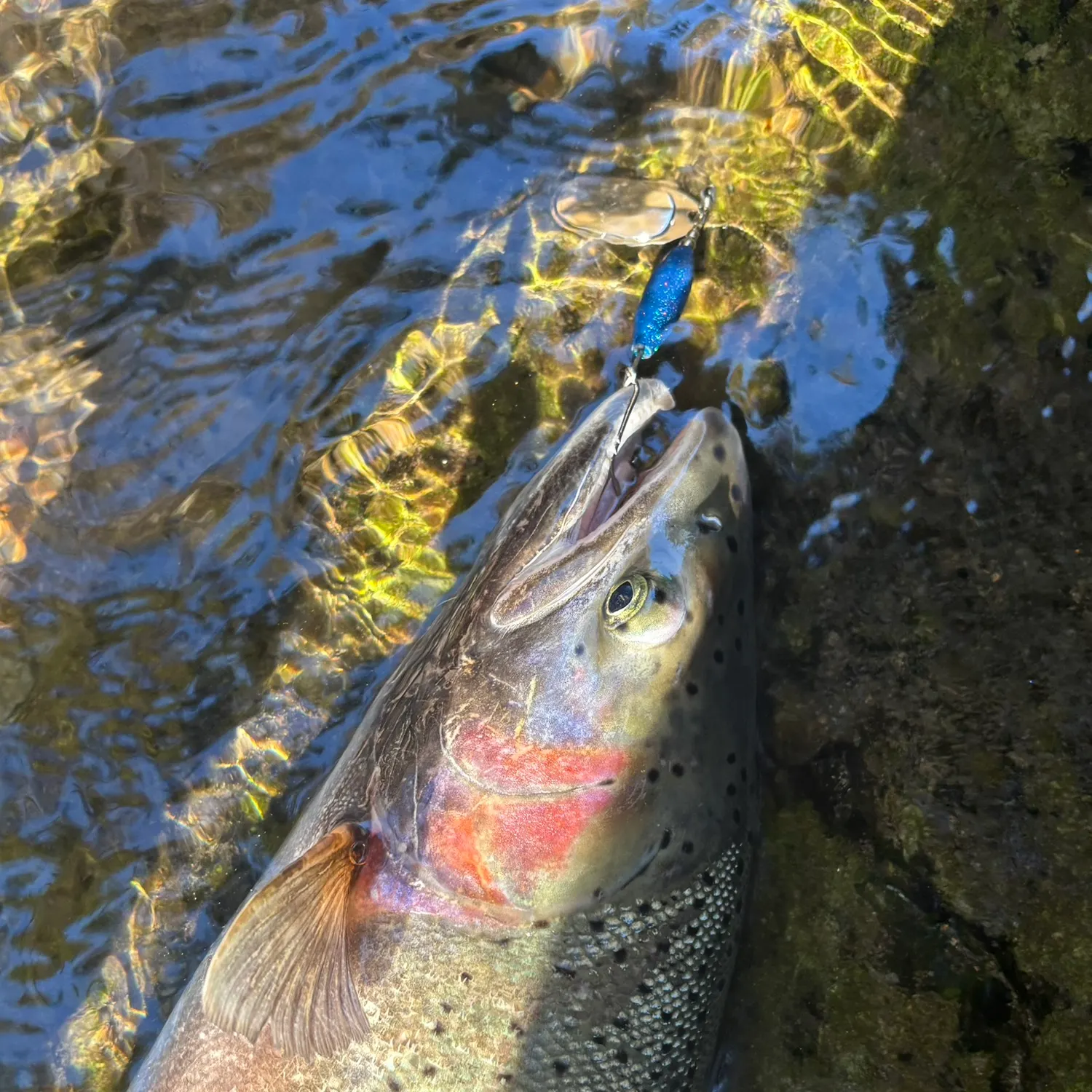 The most recent Steelhead catches on Fishbrain