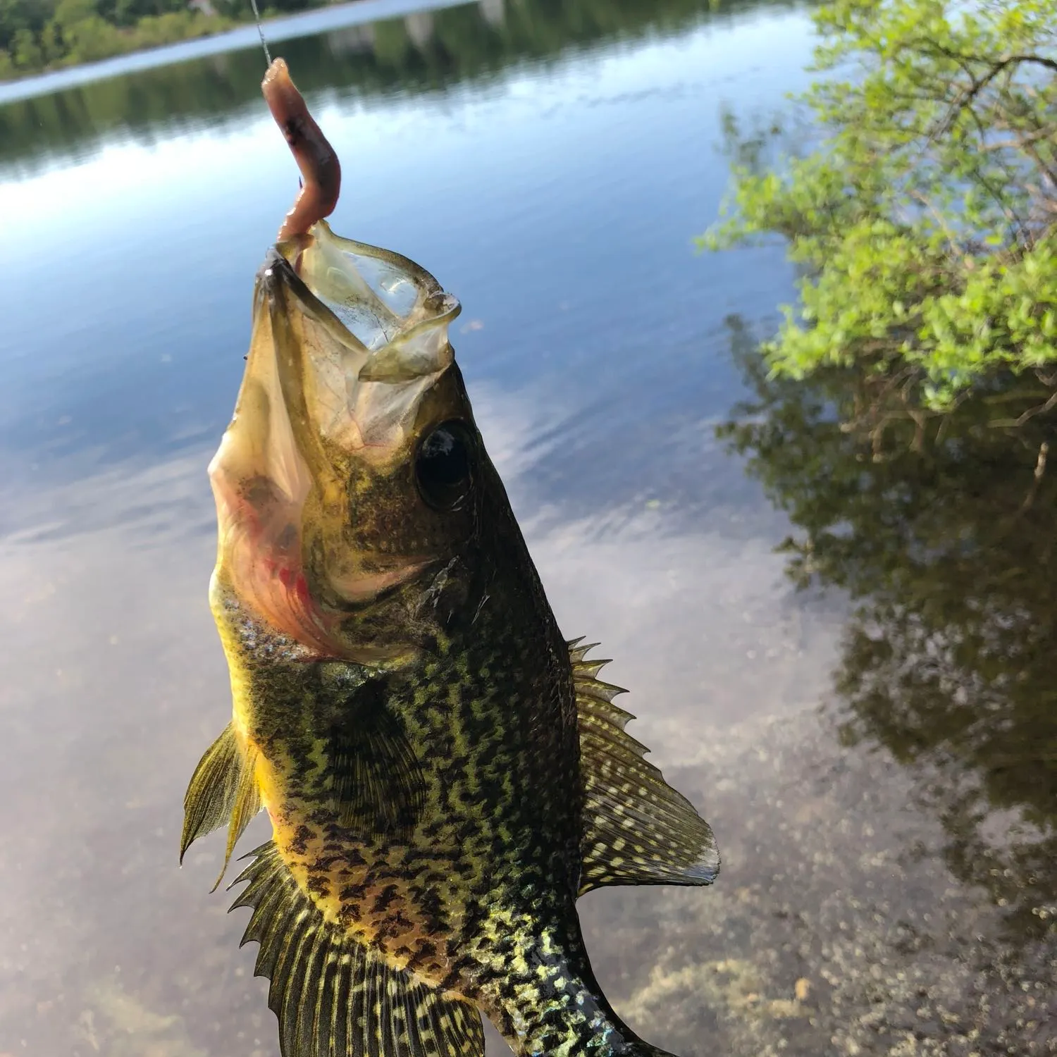 Black crappie caught on Fishbrain