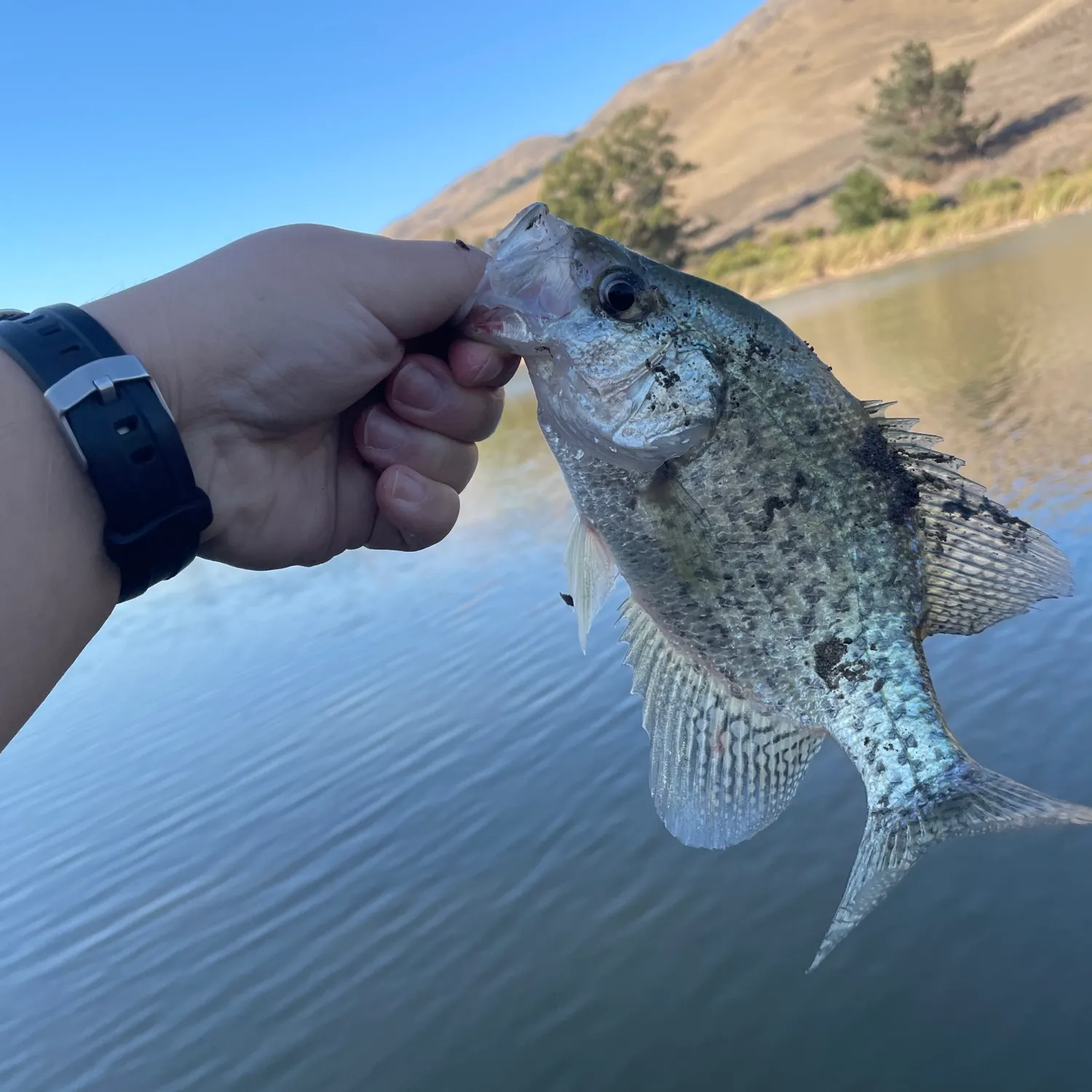 Black crappie caught on Fishbrain