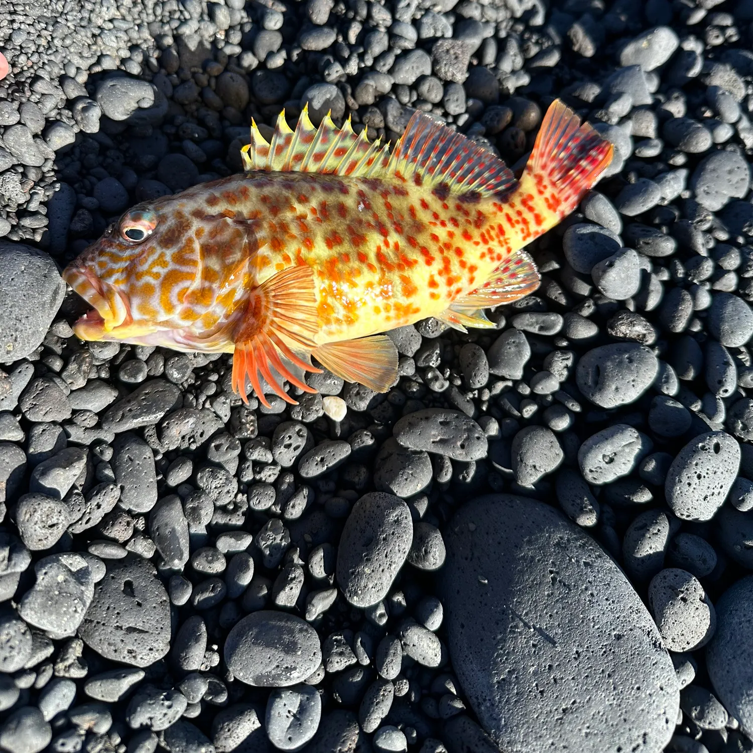 The most recent Stocky hawkfish catches on Fishbrain
