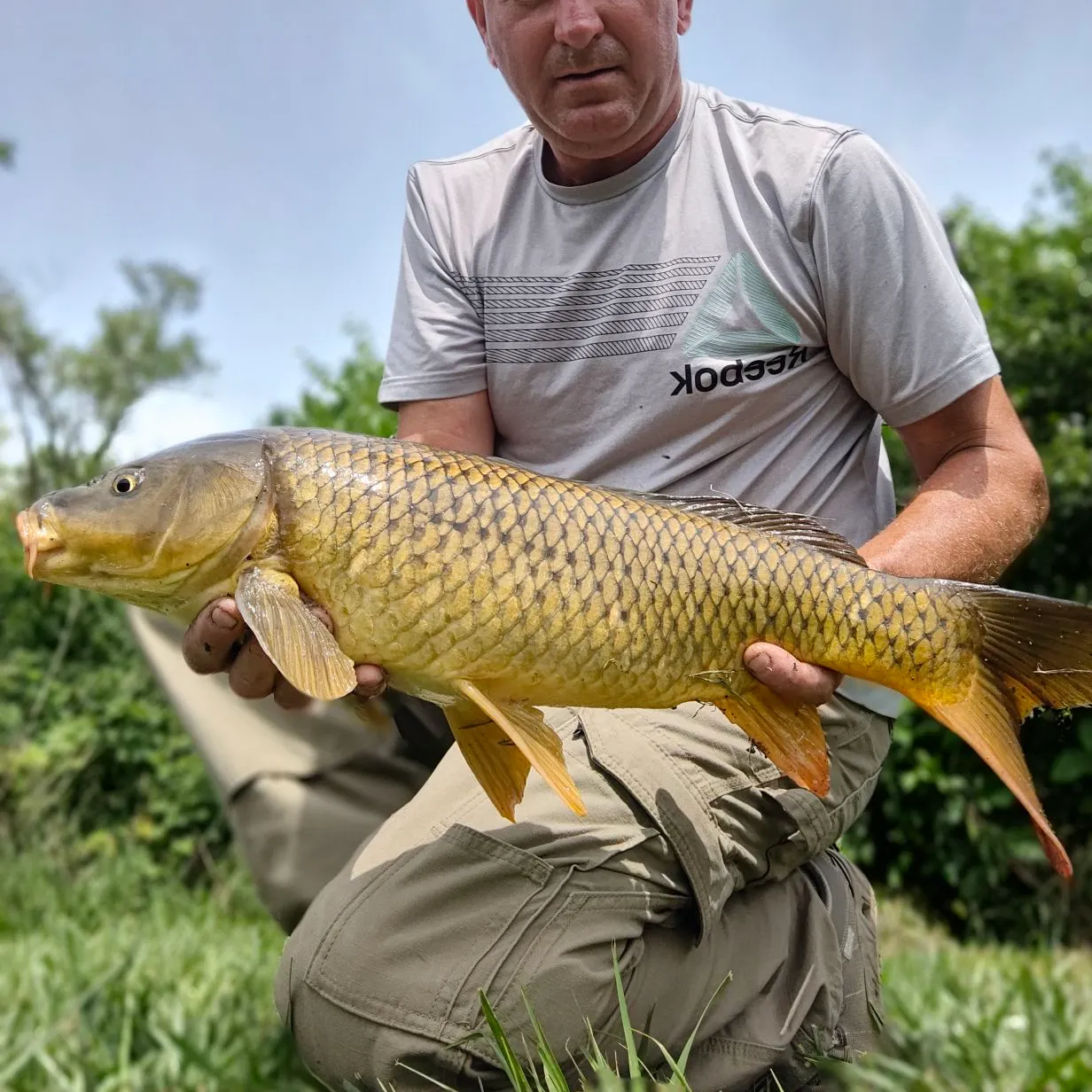 The most recent Common carp catches on Fishbrain