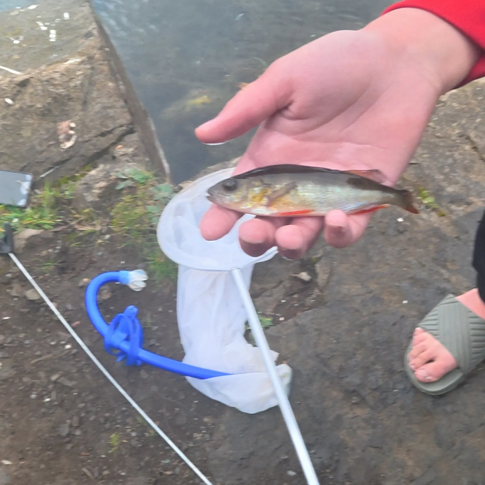 The most recent European perch catches on Fishbrain