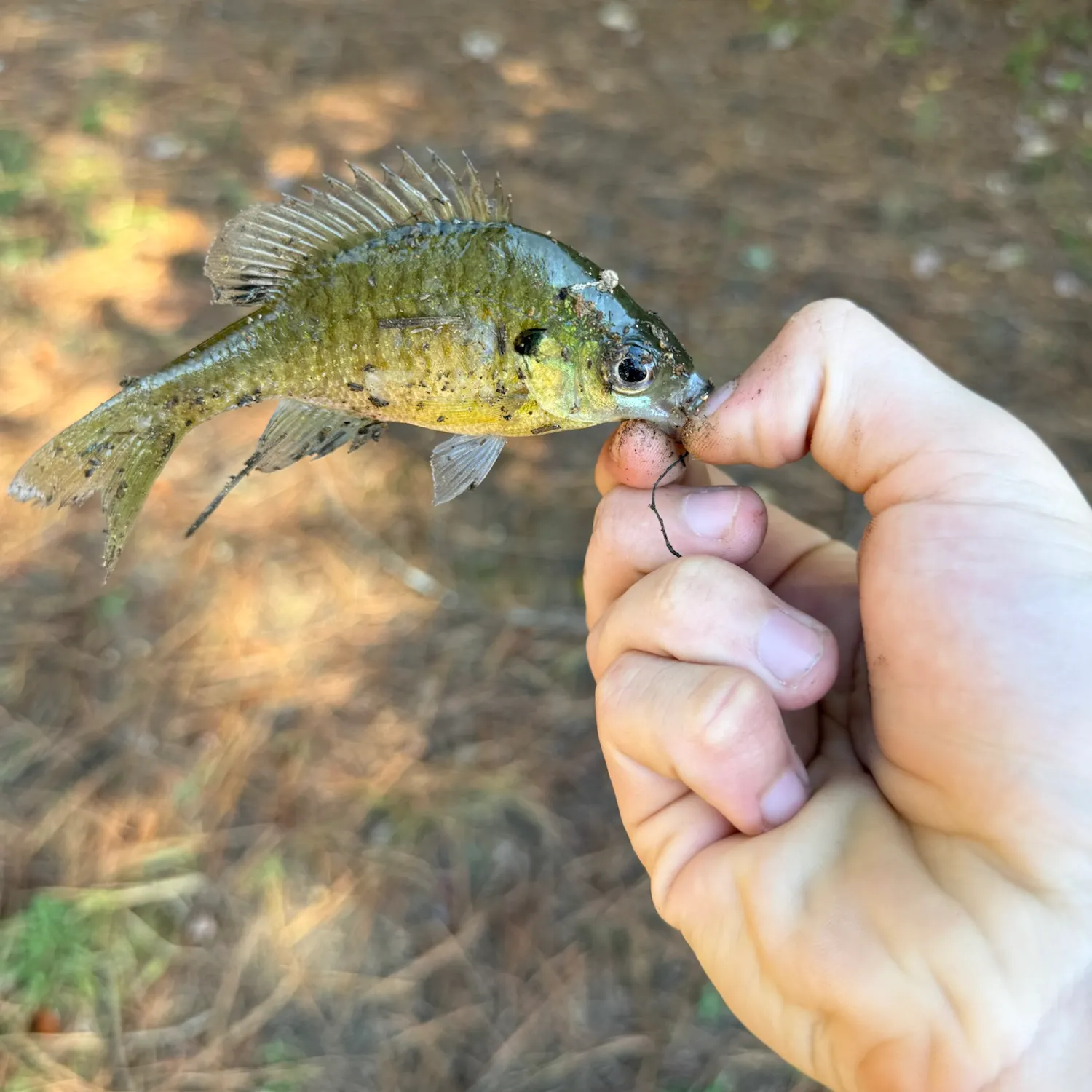 Bluegill caught on Fishbrain