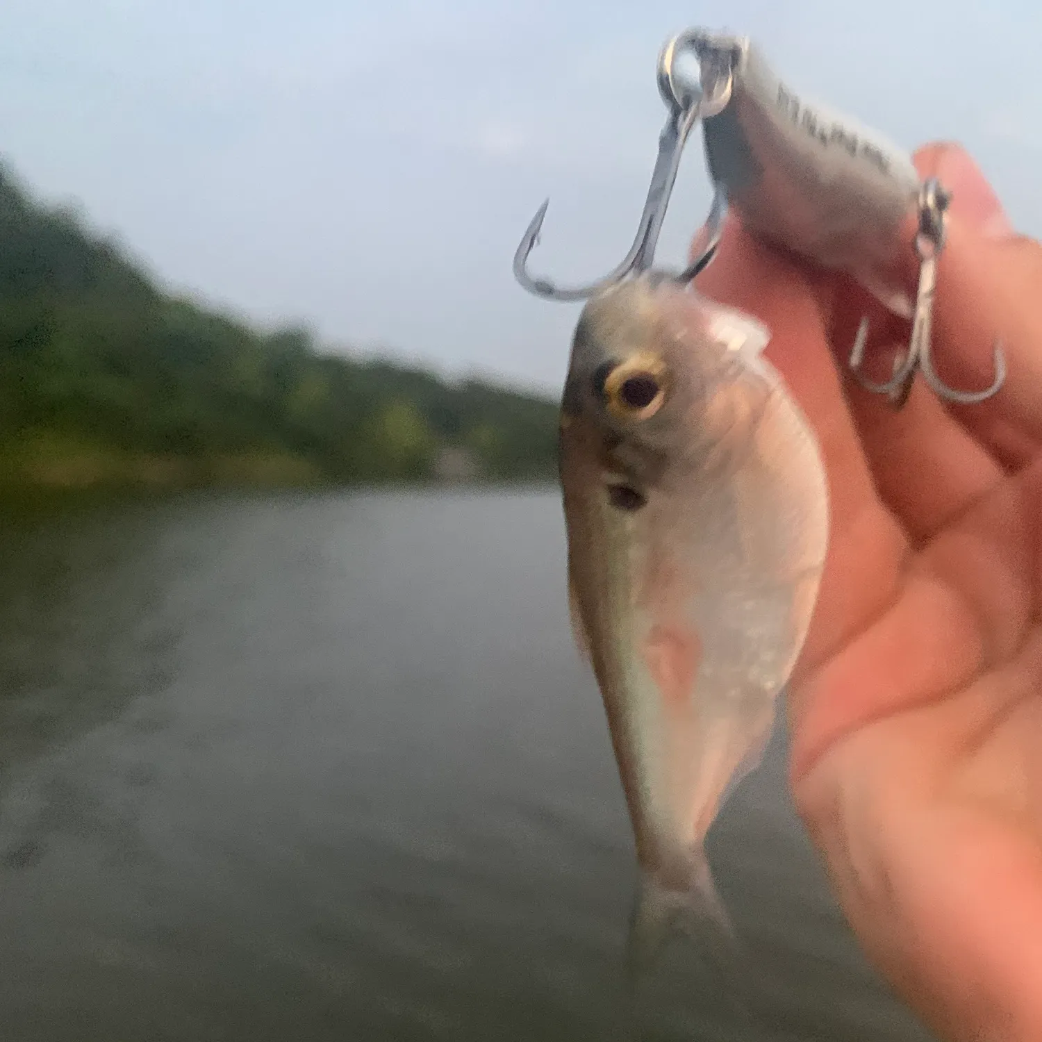 The most recent American gizzard shad catches on Fishbrain