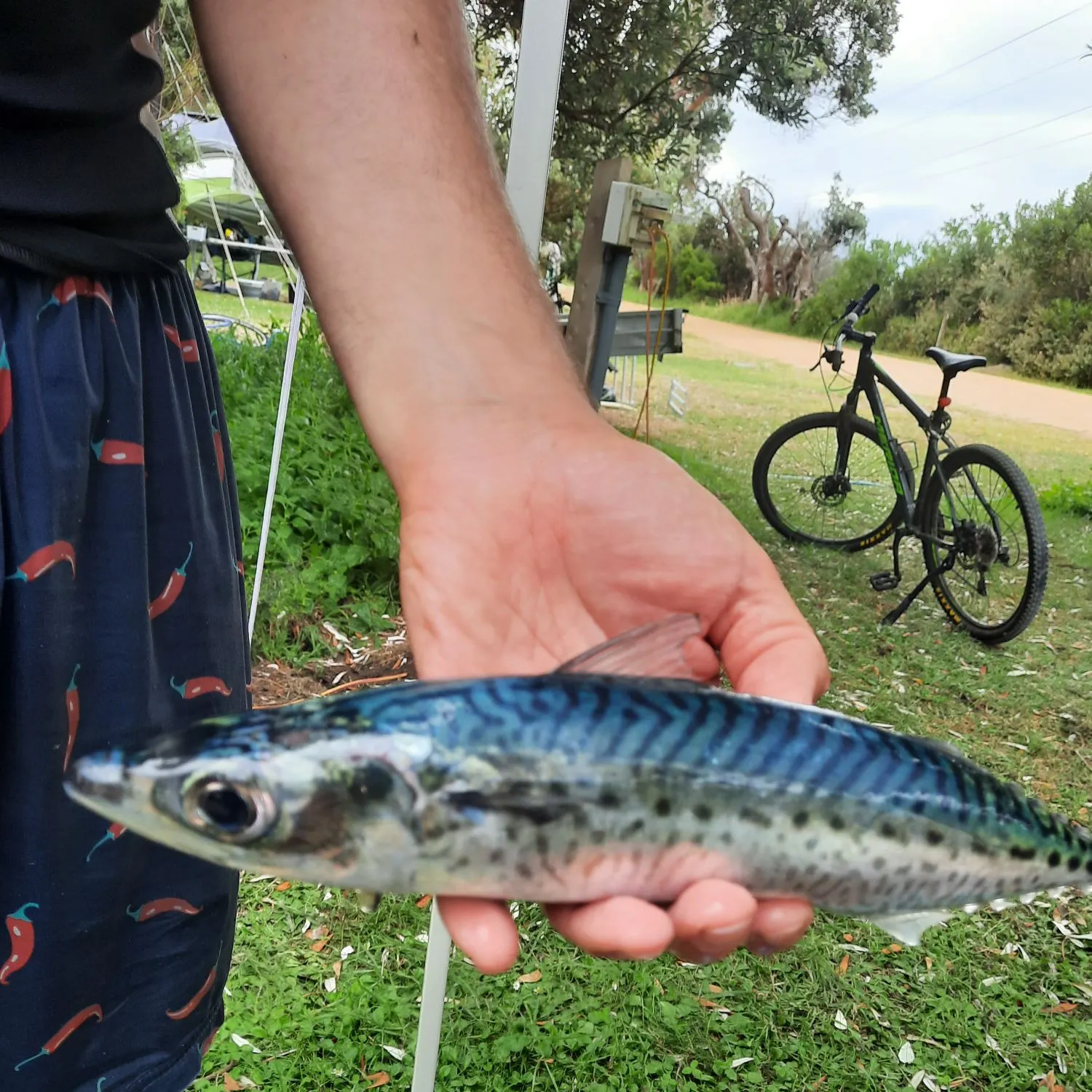 The most recent Narrow-barred Spanish mackerel catches on Fishbrain