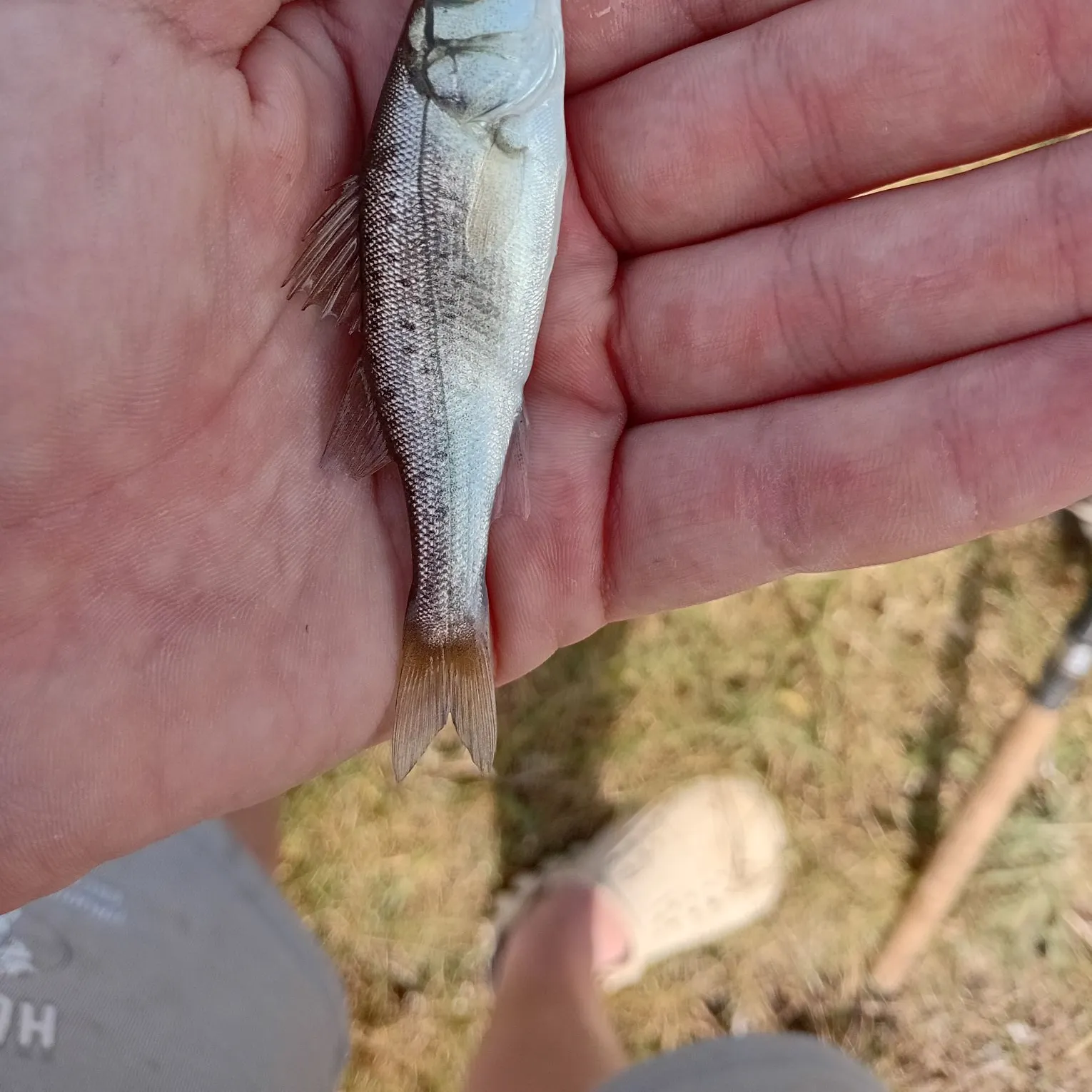 The most recent European seabass catches on Fishbrain