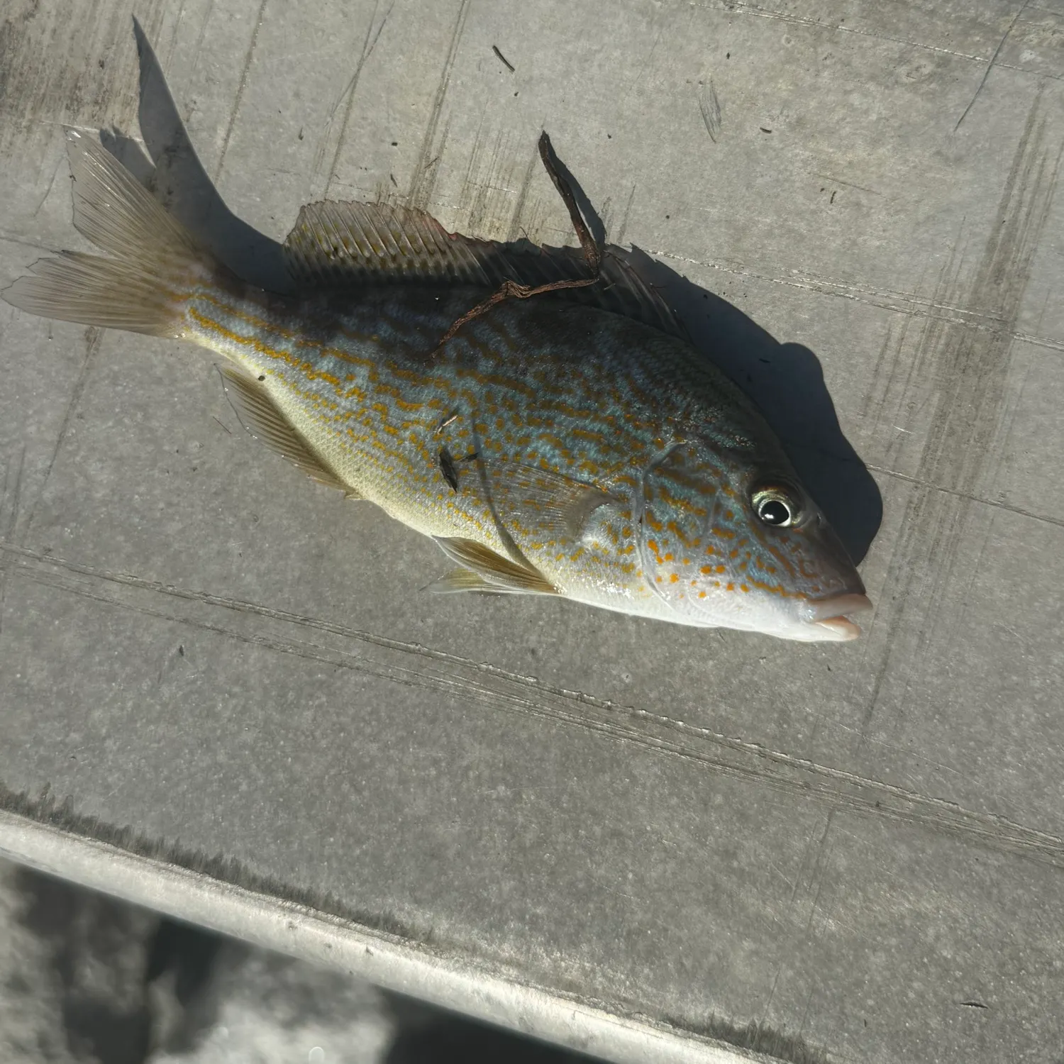 Pigfish caught on Fishbrain