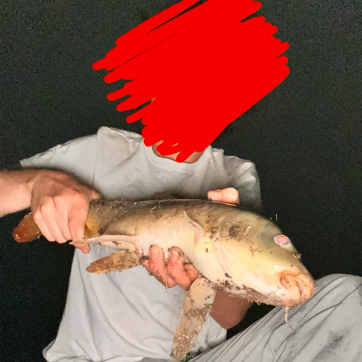 Common carp caught on Fishbrain