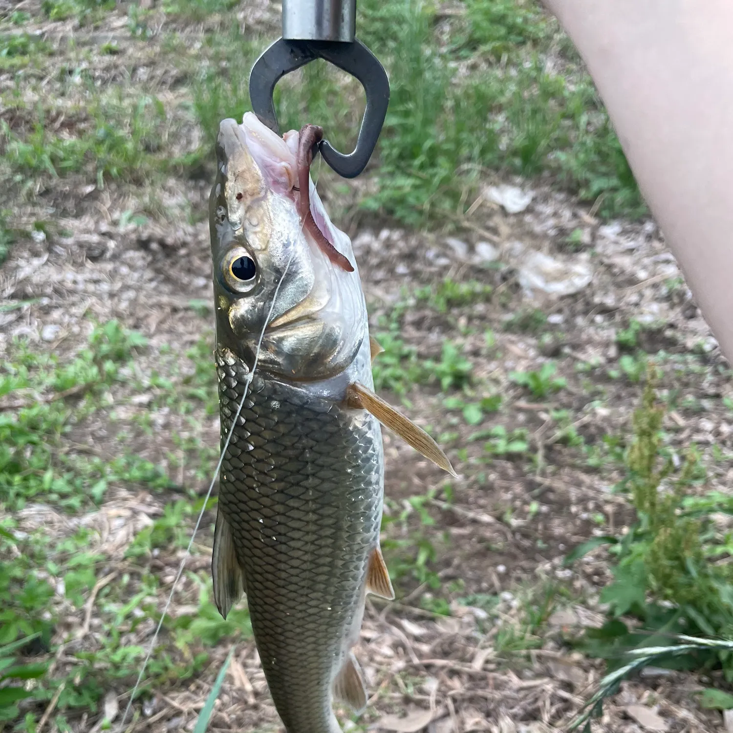 The most recent Barbel steed catches on Fishbrain