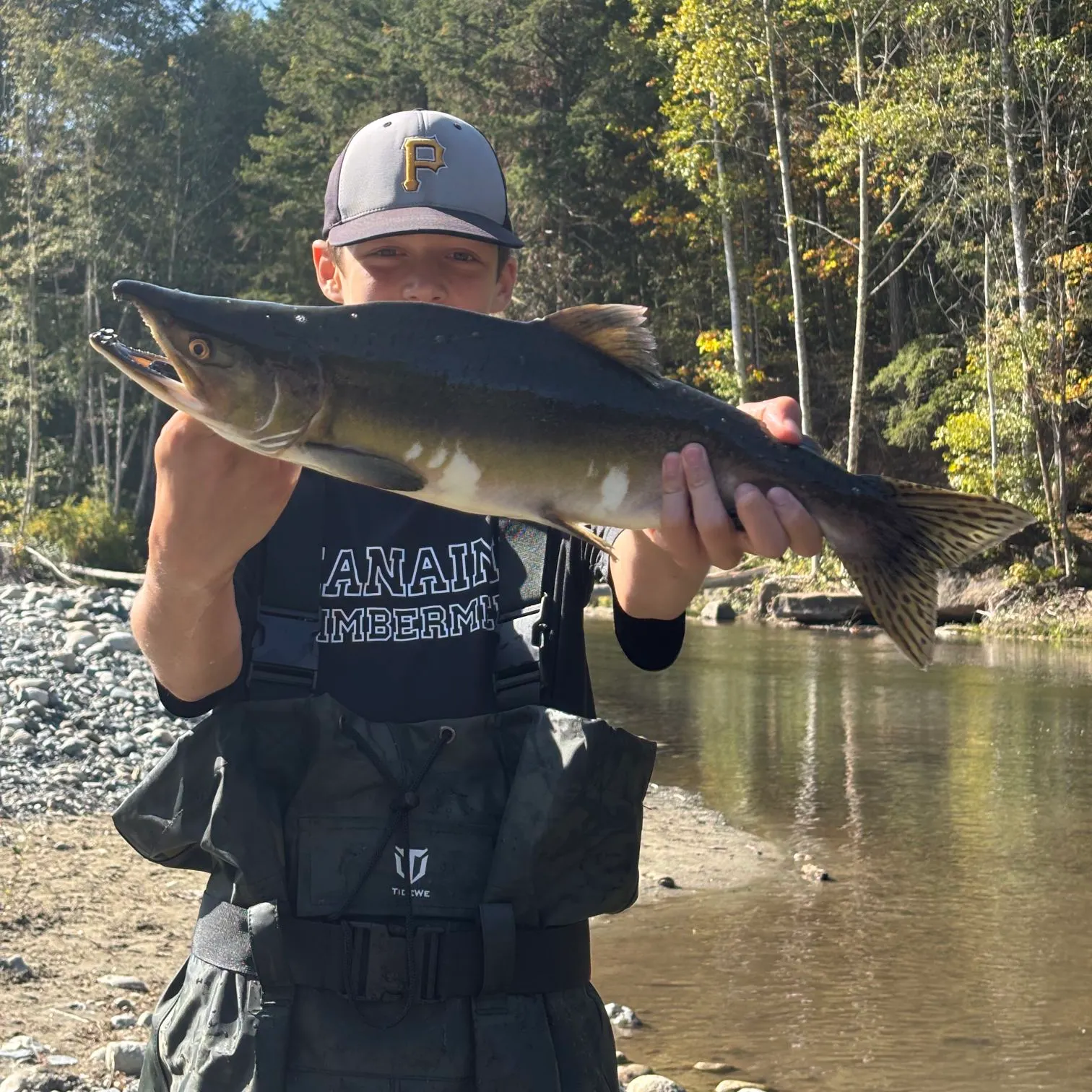 Pink salmon caught on Fishbrain