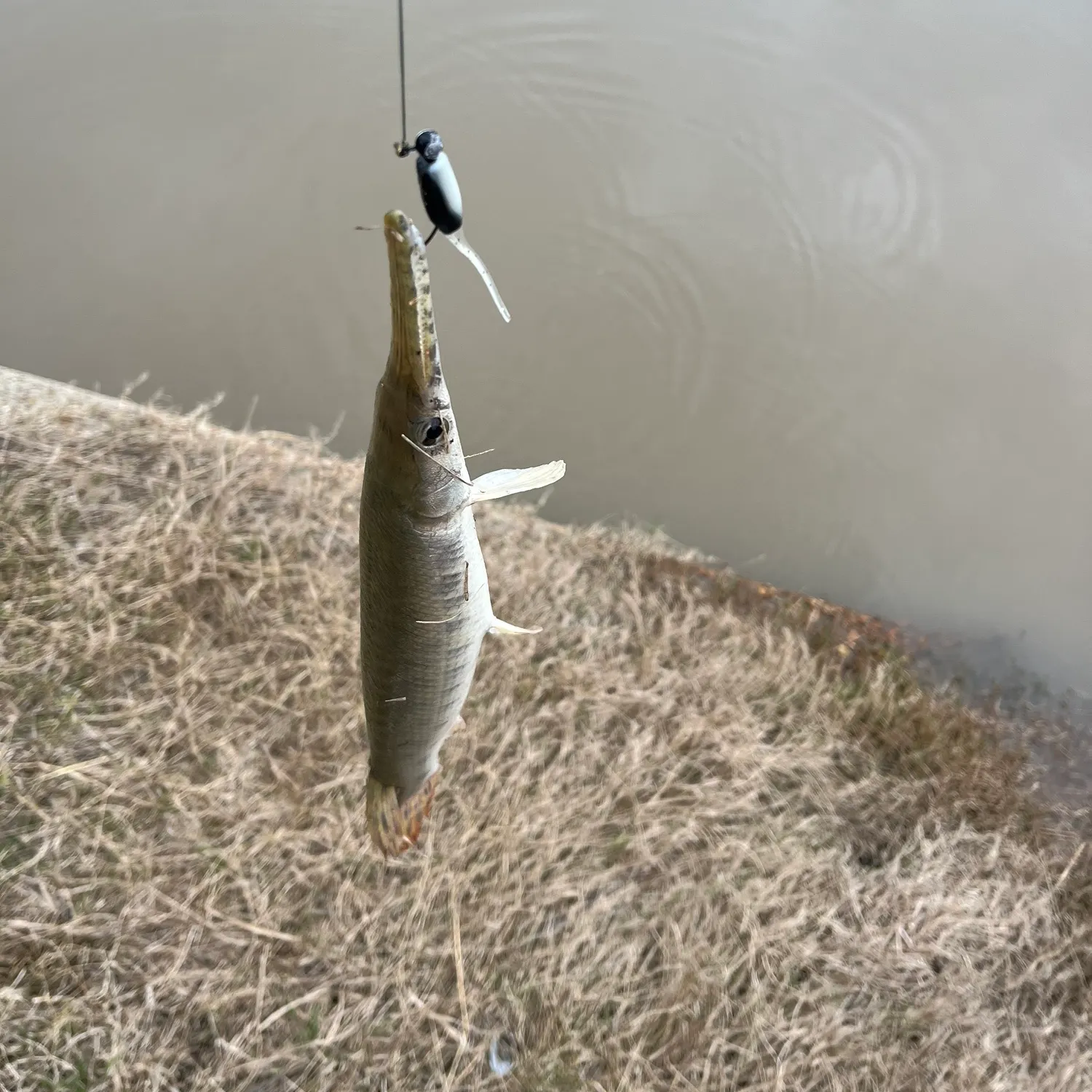 The most recent Shortnose gar catches on Fishbrain