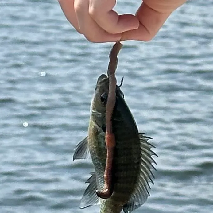 Bluegill caught on Fishbrain