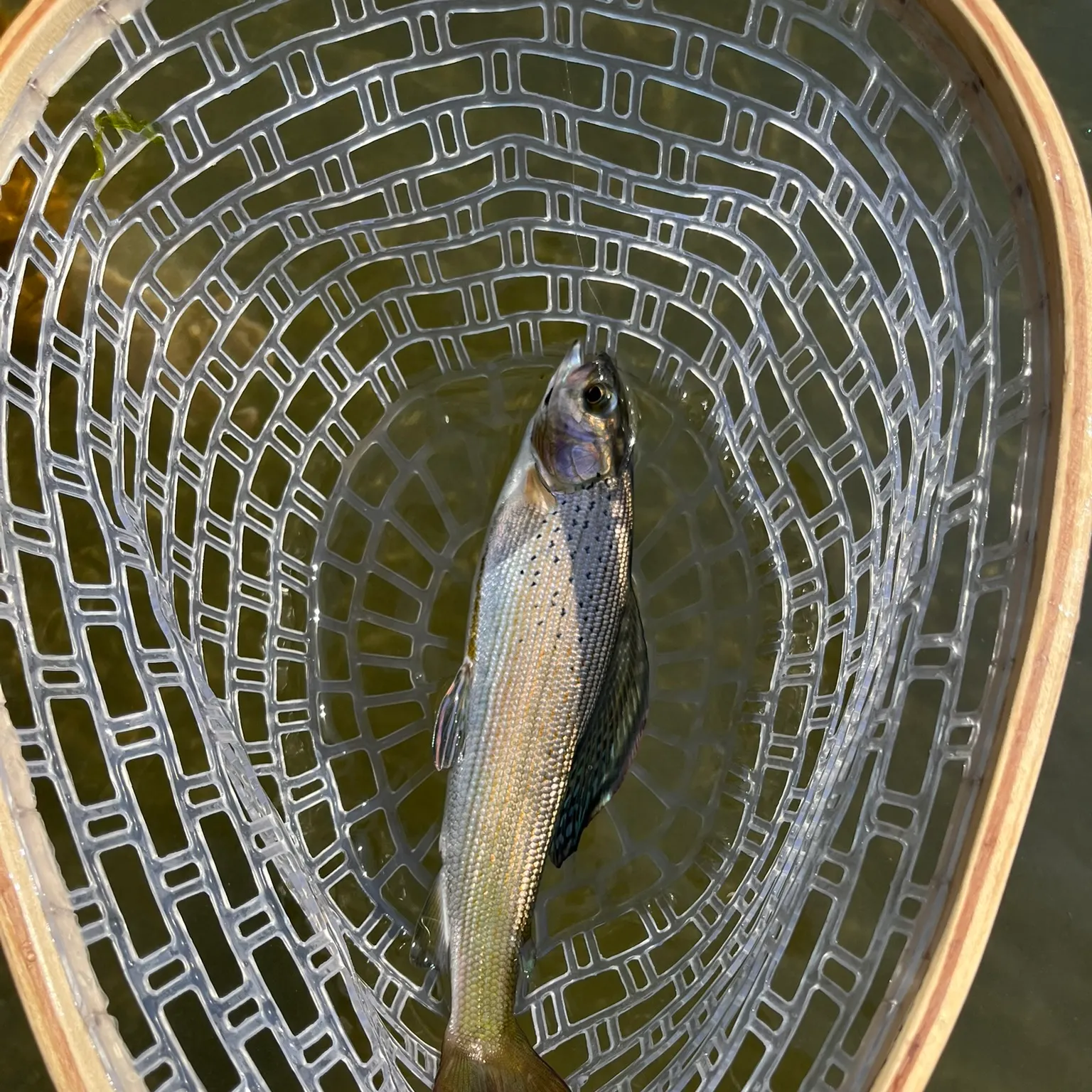 The most recent Arctic grayling catches on Fishbrain