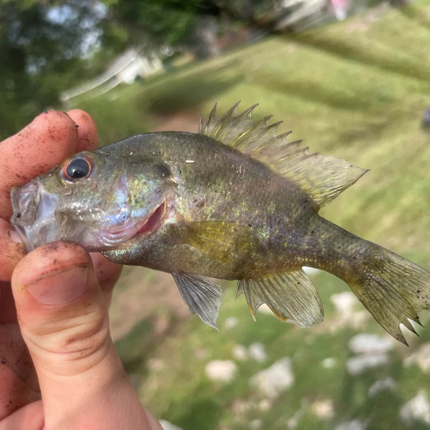 Warmouth caught on Fishbrain