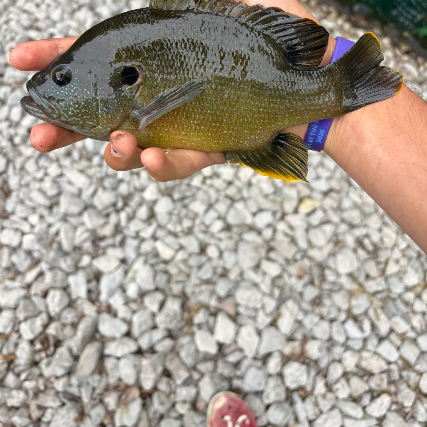 The most recent Green sunfish catches on Fishbrain
