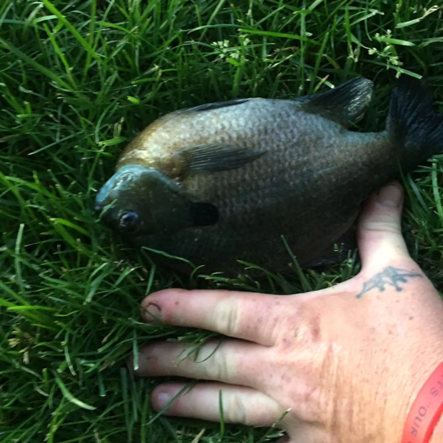 Bluegill caught on Fishbrain