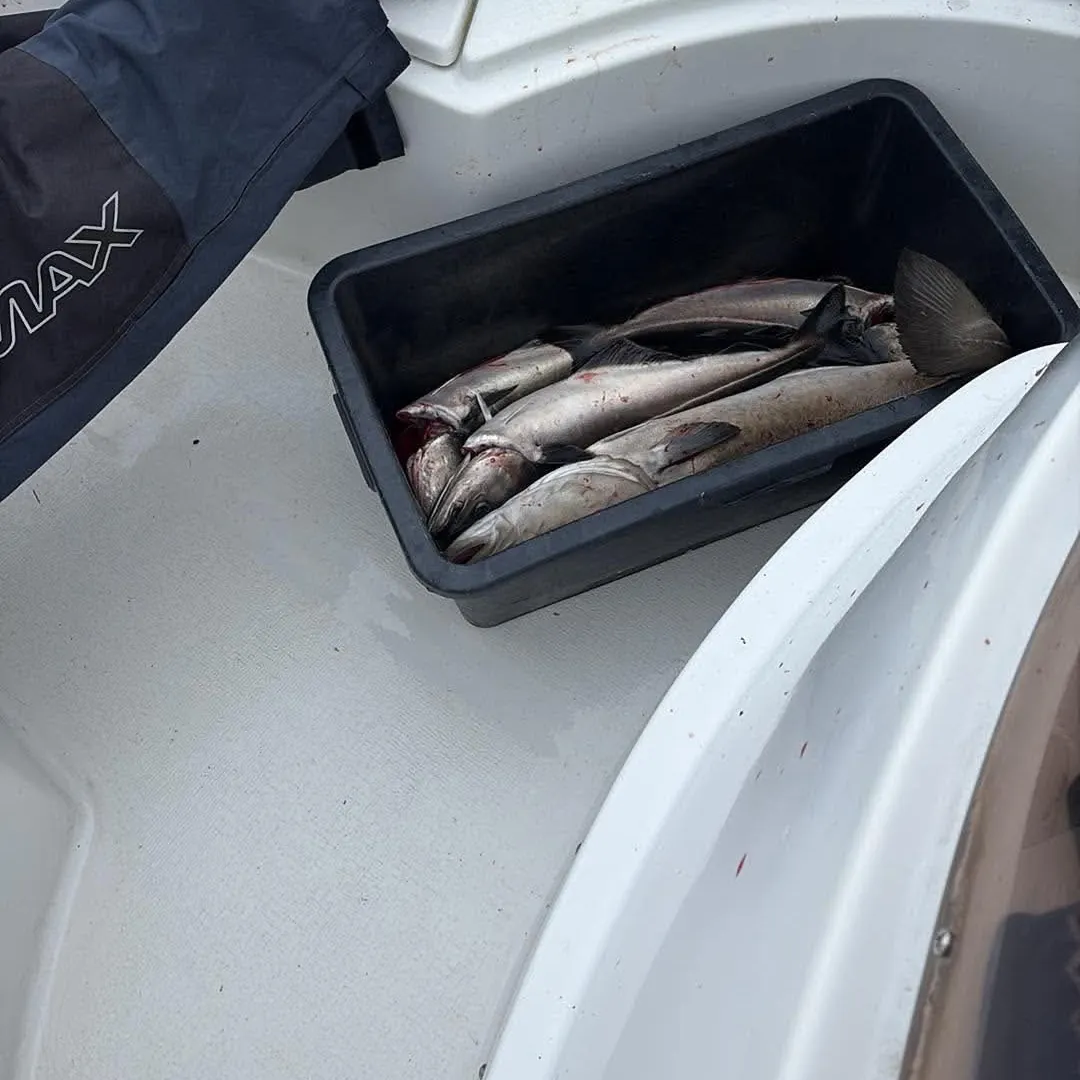 Atlantic cod caught on Fishbrain