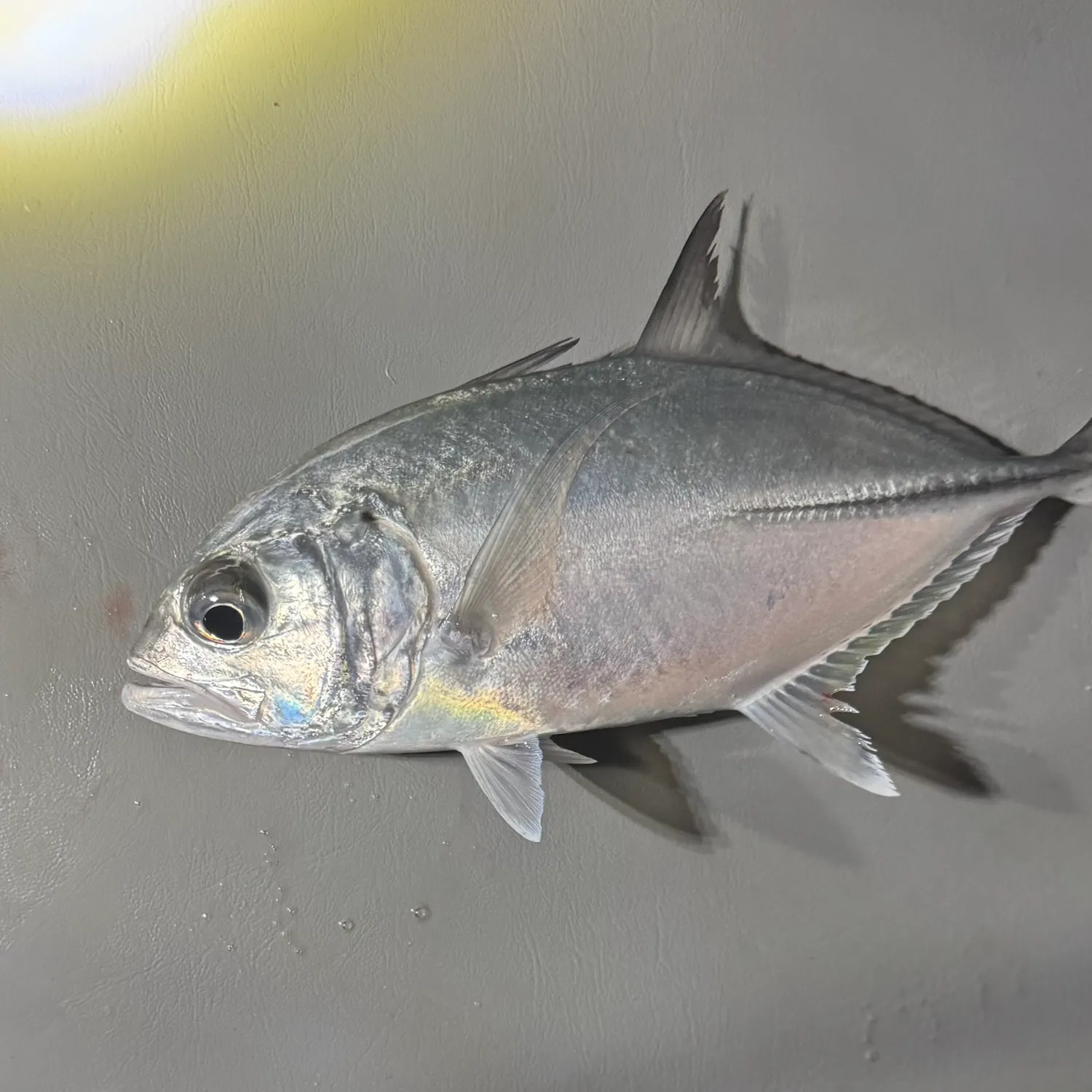 The most recent Bigeye trevally catches on Fishbrain