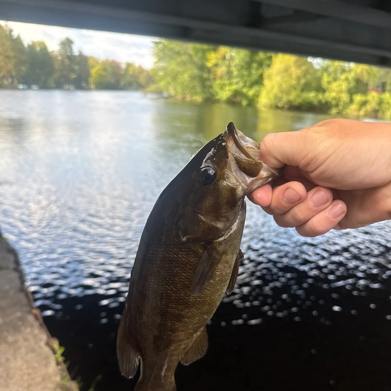 Smallmouth bass caught on Fishbrain