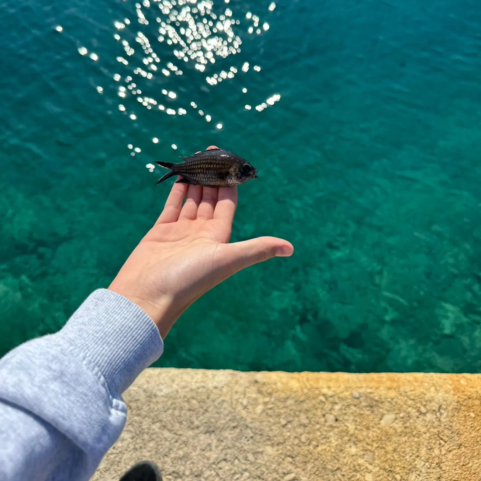 The most recent White seabream catches on Fishbrain