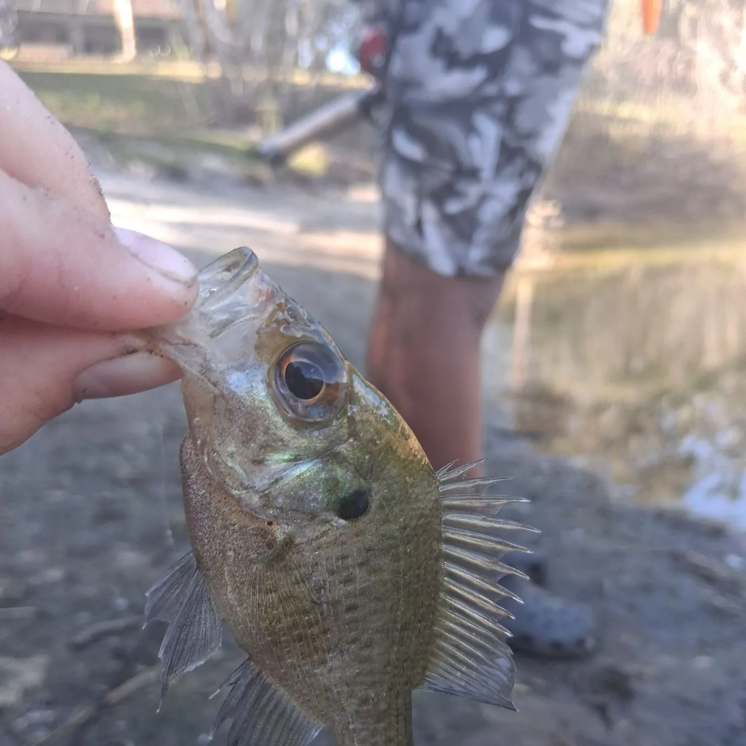 The most recent Wargill hybrid catches on Fishbrain