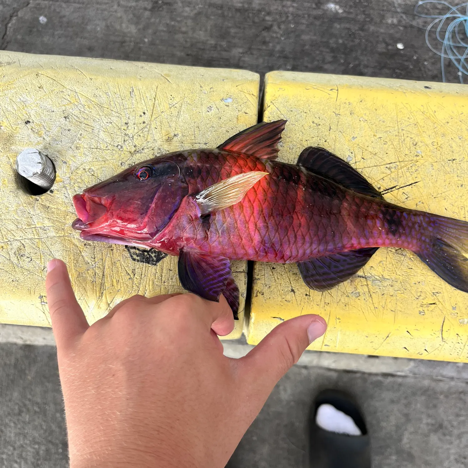 The most recent Manybar goatfish catches on Fishbrain