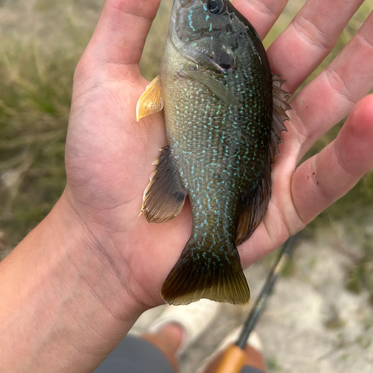 Green sunfish caught on Fishbrain