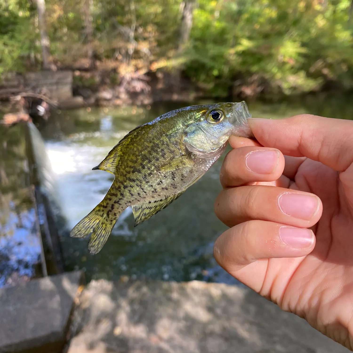 Black crappie caught on Fishbrain