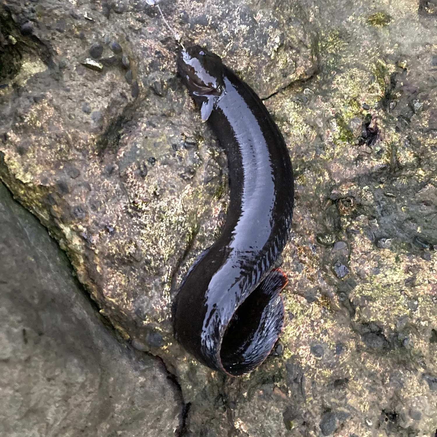 The most recent Monkeyface prickleback catches on Fishbrain