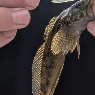 Mottled sculpin caught on Fishbrain
