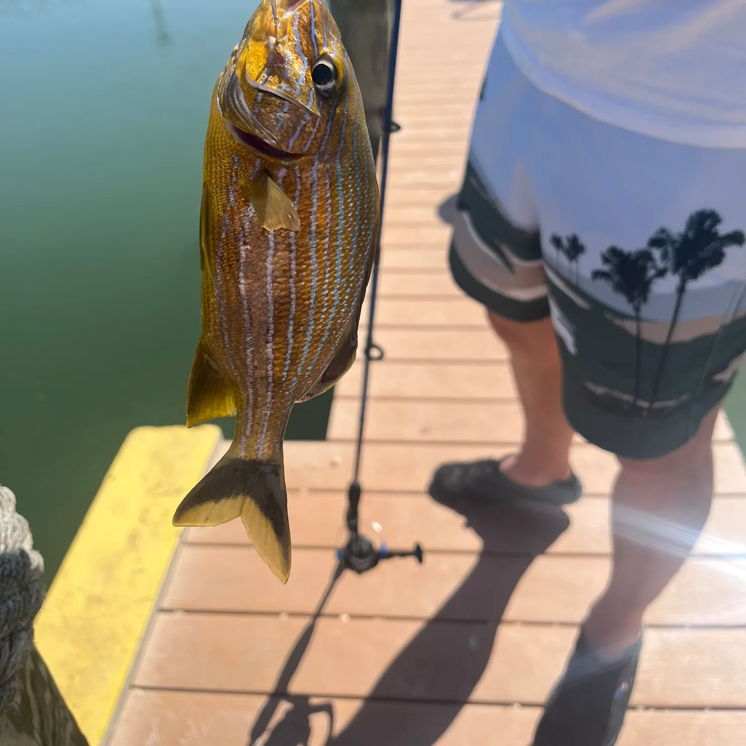The most popular recent Oriental sweetlips catch on Fishbrain