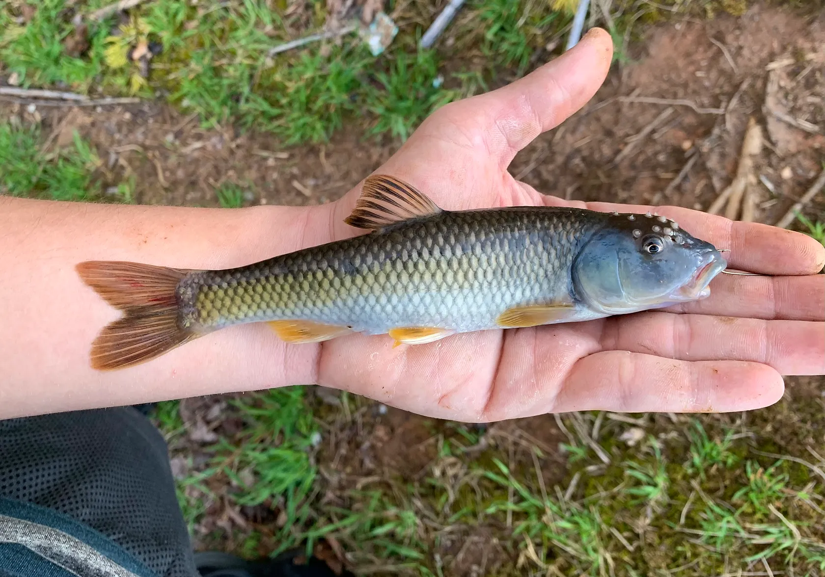 Bluehead chub