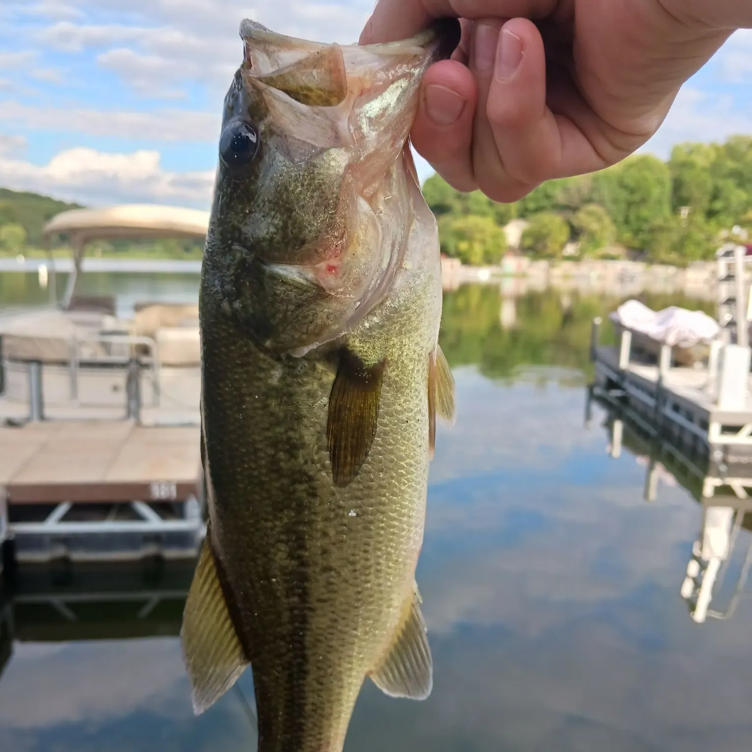 Largemouth bass caught on Fishbrain
