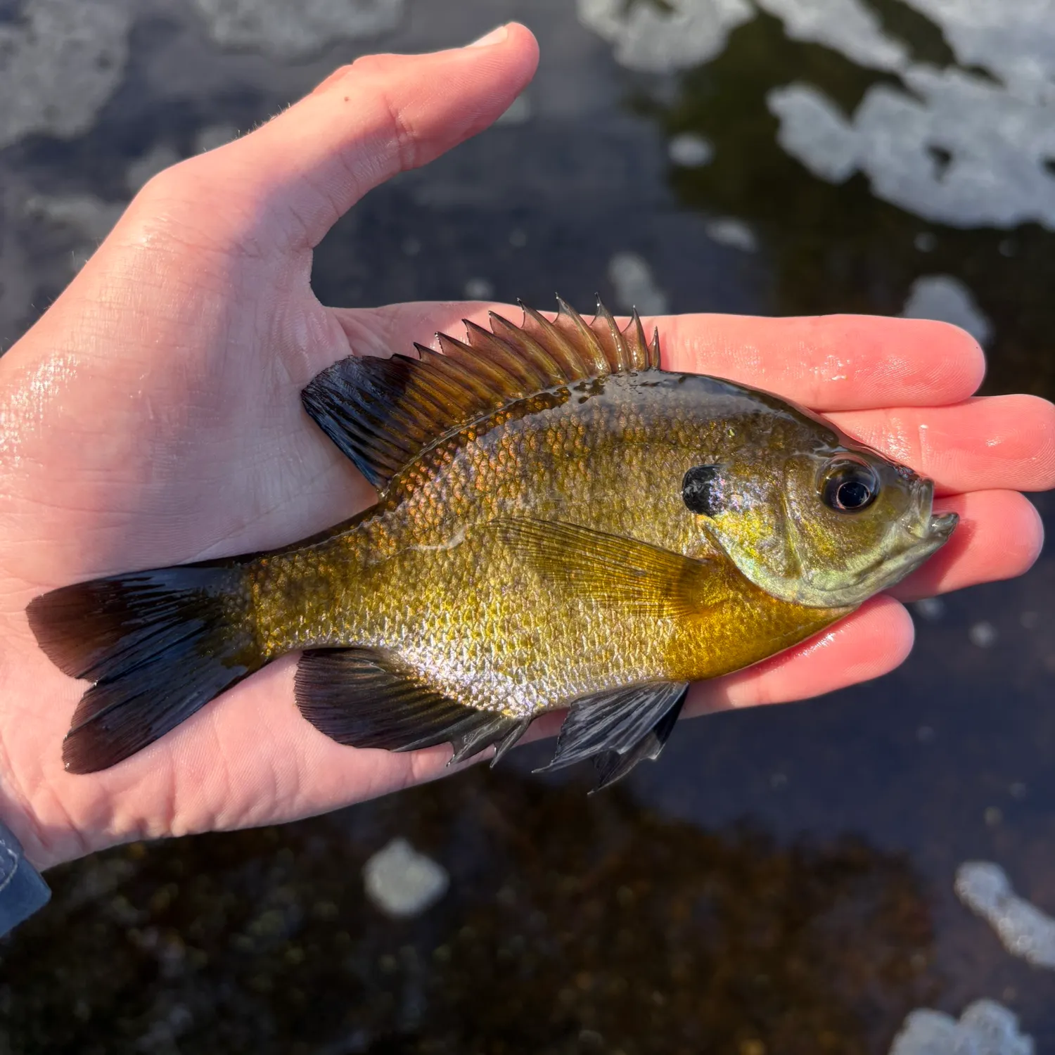 Bluegill caught on Fishbrain