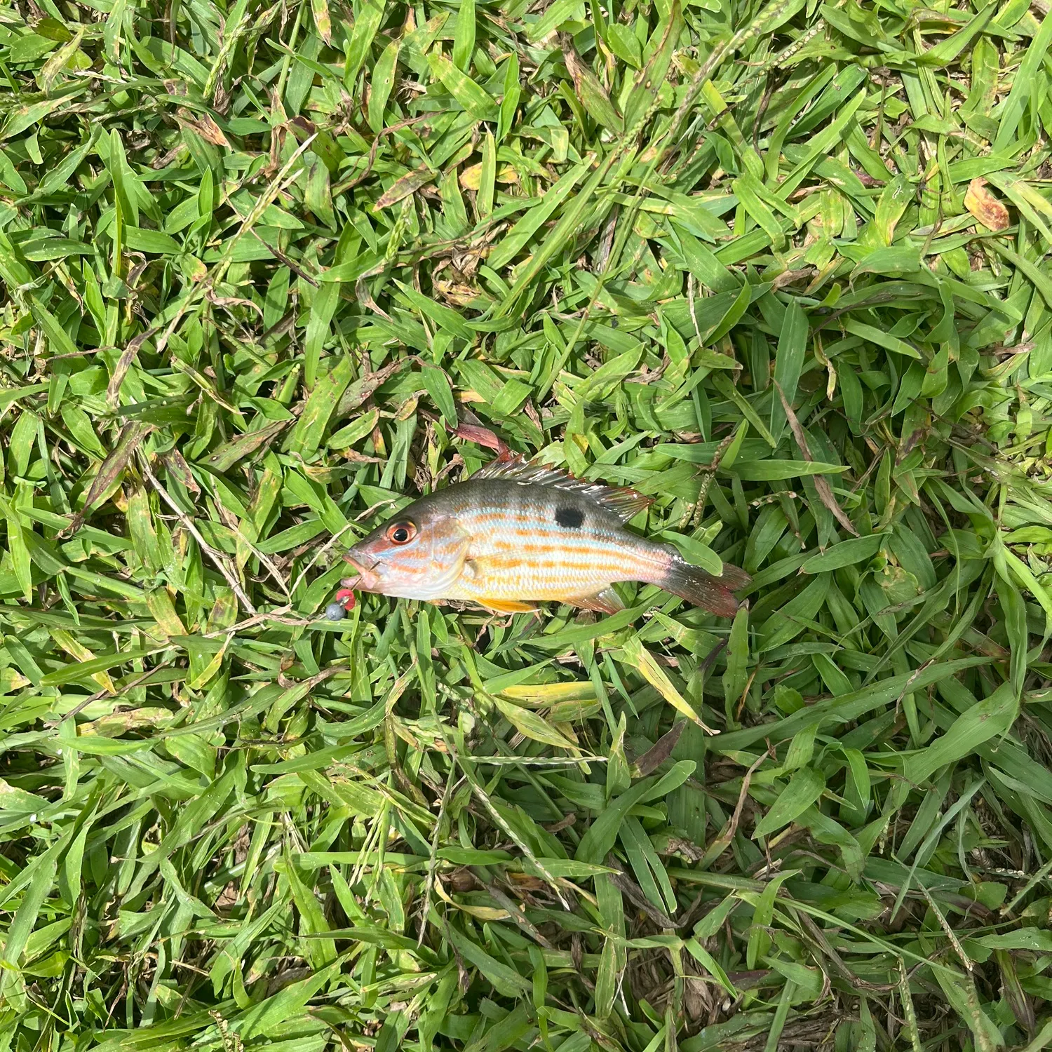 The most recent Lane snapper catches on Fishbrain