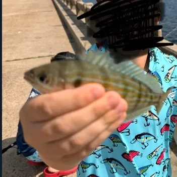 The most recent Lane snapper catches on Fishbrain