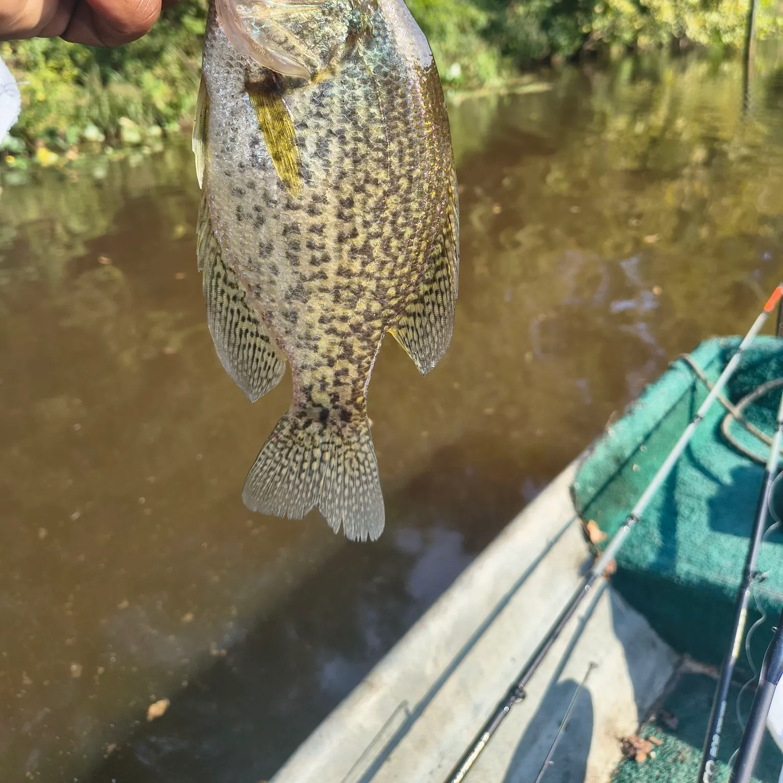 Black crappie caught on Fishbrain
