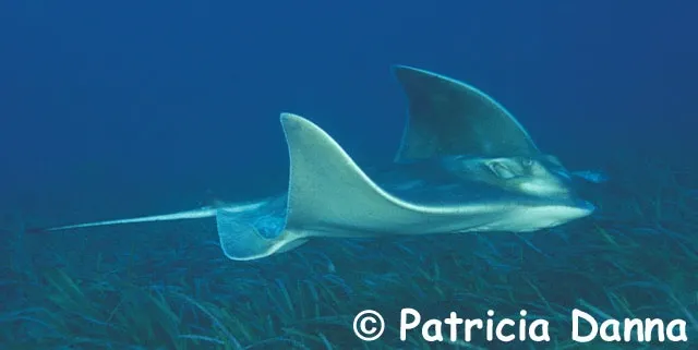 Australian bull ray